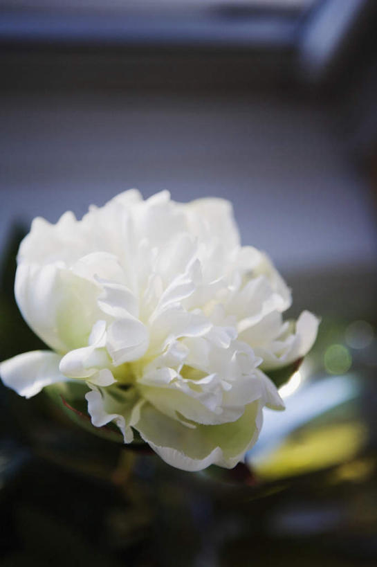 无人,竖图,室外,特写,白天,正面,爱情,美景,阴影,朦胧,模糊,光线,影子,景观,一朵,白色,阳光,自然,菊花,景色,吉祥,自然风光,高洁,长寿,怀恋,清净,真情,寿客,秋菊,彩图