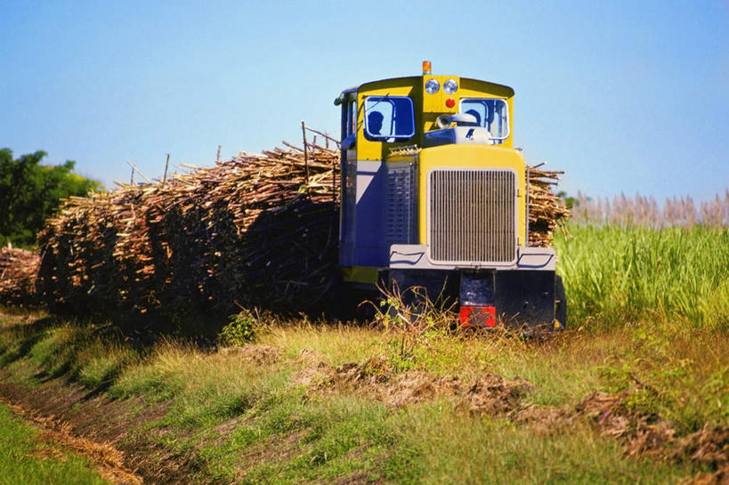 无人,农田,横图,室外,白天,正面,旅游,度假,庄稼,农作物,草地,草坪,美景,植物,卡车,微型货车,水果,斐济,阴影,新鲜,光线,影子,景观,生食,食品,果实,甘蔗,集装箱,娱乐,草,树,树木,食物,蓝色,绿色,蓝天,天空,阳光,自然,交通工具,天,享受,休闲,景色,放松,集装箱车,有机食品,绿色食品,生长,晴朗,成长,货车,自然风光,载具,大洋洲,货运车,万里无云,南太平洋,斐济群岛共和国,糖蔗,竹蔗,晴空,晴空万里,载重汽车,彩图,耕地,庄稼田,纳迪市