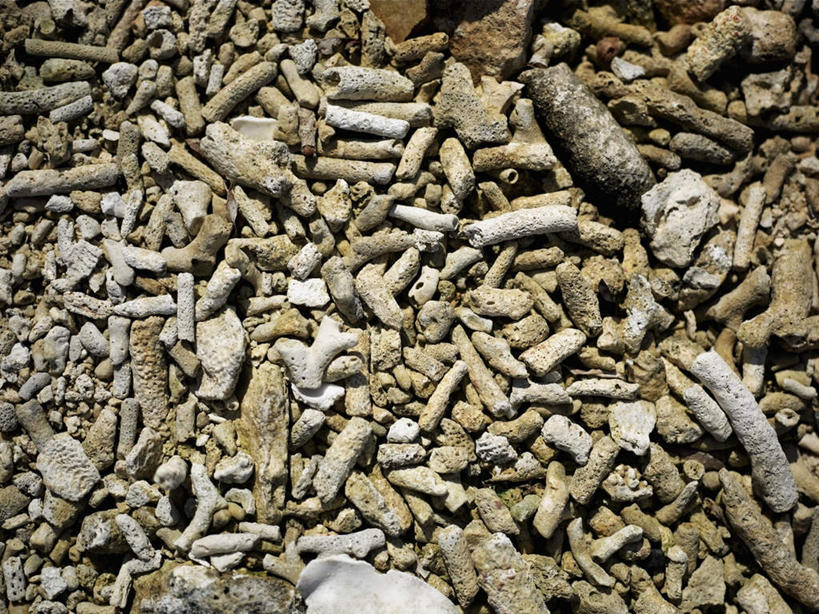 无人,横图,俯视,室外,特写,白天,美景,一堆,许多,阴影,堆叠,堆积,光线,珊瑚,影子,景观,珊瑚礁,阳光,自然,景色,堆,死亡,自然风光,海底礁,殒命,灭亡,礁,岩石,彩图,高角度拍摄