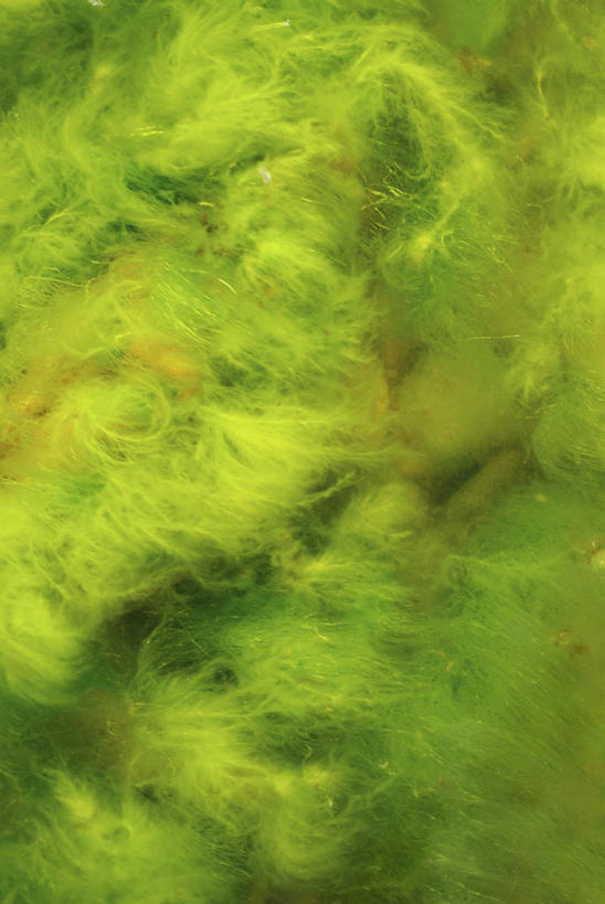 无人,竖图,室外,特写,白天,正面,美景,阴影,新鲜,光线,影子,景观,青苔,苔藓,绿色,阳光,自然,景色,青春,生命,自然风光,和平,安详,冷色,彩图