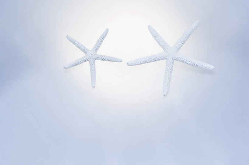 无人,横图,俯视,室内,特写,白天,白色背景,海星,海洋生物,两个,自然,动物,生物,摄影,影棚,棘皮动物门,星鱼,彩图,高角度拍摄,全身,影棚拍摄,拍摄