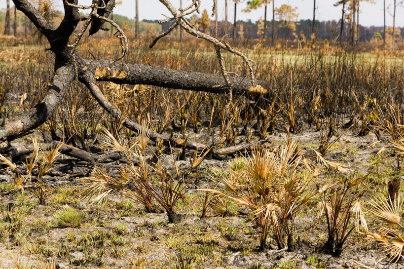 无人,横图,室外,白天,正面,旅游,度假,美景,森林,树林,植物,景观,树桩,娱乐,树,树干,树木,蓝色,绿色,蓝天,天空,自然,天,享受,休闲,木桩,景色,放松,生长,晴朗,成长,伐木,自然风光,砍木,万里无云,晴空,晴空万里,彩图,斩柴
