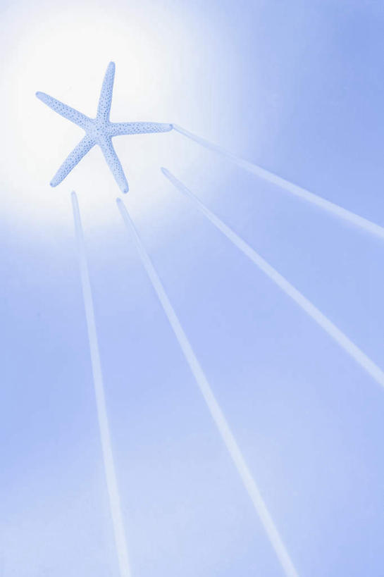 无人,竖图,室内,特写,白天,正面,海星,蓝色背景,海洋生物,一个,自然,动物,生物,摄影,影棚,单个,棘皮动物门,星鱼,彩图,全身,影棚拍摄,拍摄