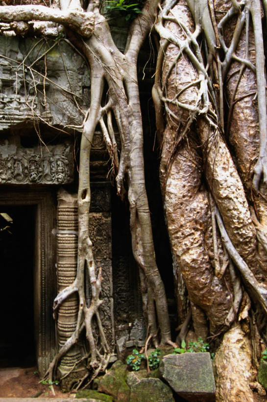 无人,寺庙,竖图,室外,白天,正面,旅游,度假,石头,名胜古迹,植物,标志建筑,地标,建筑,柬埔寨,亚洲,节日,遗迹,石子,树桩,古迹,文化,文物,娱乐,建设,古建筑,废墟,树,树干,树木,绿色,自然,庙宇,祈祷,享受,休闲,健康,木桩,旅游胜地,放松,许愿,宗教,东南亚,佛教,信仰,生长,成长,纪念,祈求,古文明,高棉,塔普伦寺,塔布茏寺,柬埔寨王国,吉蔑,释教,平安,石块,岩石,彩图,庙,寺