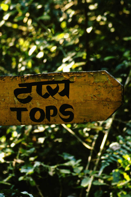 无人,公园,竖图,室外,特写,白天,正面,旅游,度假,美景,森林,树林,植物,尼泊尔,亚洲,木制,英文,标志,文字,字符,字母,景观,首都,娱乐,标识,树,树木,绿色,自然,木制品,享受,休闲,景色,放松,生长,成长,英文字母,国家公园,自然风光,南亚,加德满都,尼泊尔王国,加都,奇旺国家公园,德满都,彩图