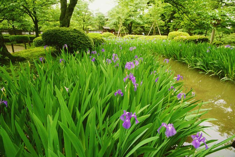 无人,横图,室外,白天,正面,旅游,度假,草地,草坪,花海,花圃,河流,美景,水,植物,叶子,日本,亚洲,盛开,河水,景观,水流,花蕾,娱乐,草,花,花瓣,花朵,花卉,鲜花,树,树木,绿色,自然,花丛,花束,花田,花苞,花蕊,享受,休闲,景色,放松,生长,成长,自然风光,东亚,本州,本州岛,日本国,金沢,金沢市,石川,石川县,中部地方,兼六园,县厅,彩图