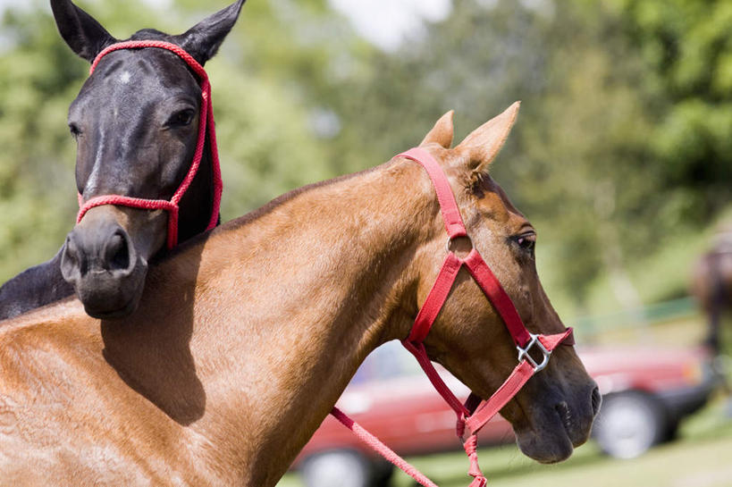 无人,站,横图,室外,白天,正面,草地,草坪,植物,汽车,马,野生动物,朦胧,模糊,注视,车,草,树,树木,绿色,自然,动物,交通工具,轿车,观察,看,站着,运输,牲畜,生长,成长,观看,察看,两匹,关注,载具,站立,半身,彩图