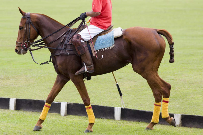 西方人,一个人,运动员,体育馆,运动场,坐,横图,室外,白天,侧面,运动服,锻炼,旅游,度假,运动,草地,草坪,植物,鞋子,欧洲,欧洲人,仅一个男性,仅一个人,握,服装,娱乐,运动器械,体育场,靴子,座位,马鞍,草,仅一个年轻男性,衣服,绿色,享受,休闲,健身器械,放松,握着,服饰,衣着,穿着,室外运动,牛仔靴,健身器材,户外运动,马球,运动馆,衣饰,打毬,击鞠,马具,男人,男性,年轻男性,白种人,体育运动员,运动选手,坐着,半身,彩图,健身,鞍辔,马笼头,辔头,运动器材,运动装