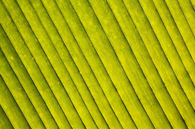 无人,横图,室外,特写,白天,正面,美景,植物,叶子,夏威夷,美国,纹理,景观,绿叶,绿色,自然,嫩叶,景色,北美,北美洲,自然风光,美洲,肌理,夏威夷州,爱洛哈之州,希洛,北亚美利加洲,亚美利加洲,叶,叶片,叶脉,彩图,夏威夷热带植物园