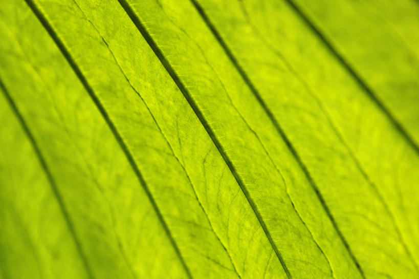 无人,横图,室外,特写,白天,正面,美景,植物,叶子,夏威夷,美国,纹理,景观,绿叶,绿色,自然,嫩叶,景色,北美,北美洲,自然风光,美洲,肌理,夏威夷州,爱洛哈之州,希洛,北亚美利加洲,亚美利加洲,叶,叶片,叶脉,彩图,夏威夷热带植物园