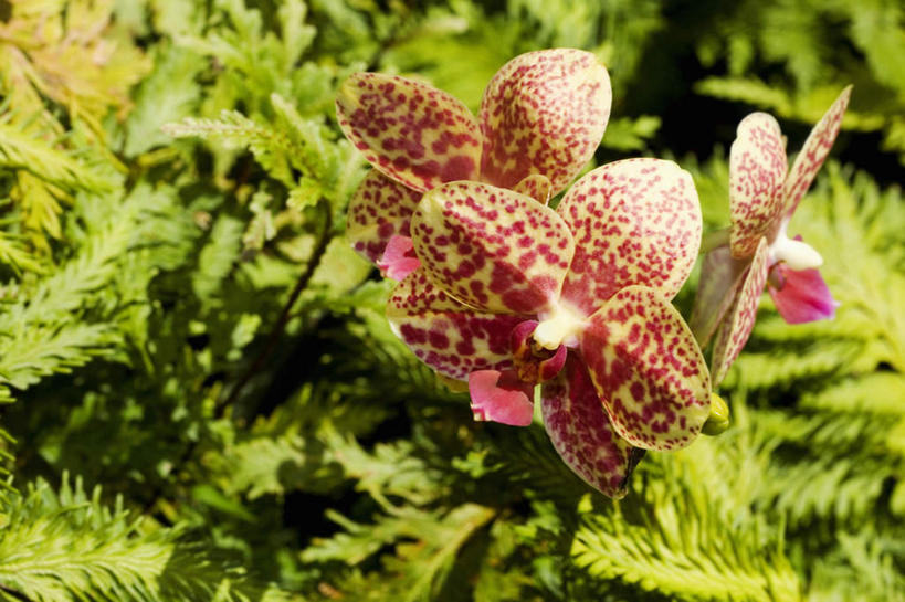 无人,横图,室外,特写,白天,正面,花海,花圃,美景,植物,叶子,夏威夷,美国,阴影,朦胧,模糊,盛开,光线,影子,景观,花蕾,花,花瓣,花朵,花卉,鲜花,绿色,阳光,自然,花丛,花束,花田,花苞,花蕊,景色,北美,高雅,北美洲,自然风光,美洲,夏威夷州,爱洛哈之州,希洛,北亚美利加洲,亚美利加洲,淡泊,花中君子,万代兰,兰花,彩图,夏威夷热带植物园
