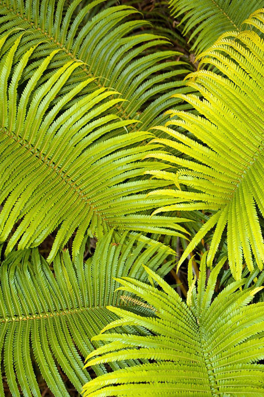 无人,竖图,室外,特写,白天,正面,美景,植物,棕榈树,叶子,夏威夷,美国,纹路,纹理,景观,绿叶,树,树木,绿色,自然,嫩叶,景色,生长,成长,北美,北美洲,国家公园,自然风光,美洲,棕榈叶,火山岛,肌理,夏威夷岛,夏威夷州,爱洛哈之州,夏威夷火山国家公园,北亚美利加洲,亚美利加洲,火山公园,火山国家公园,叶,叶片,彩图