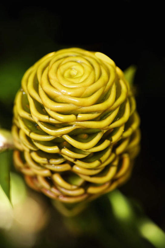 无人,竖图,俯视,室外,特写,白天,旅游,度假,美景,许多,朦胧,模糊,盛开,景观,花蕾,娱乐,花,花瓣,花朵,鲜花,黄色,自然,花苞,花蕊,享受,休闲,景色,放松,自然风光,彩图,高角度拍摄,蜂巢姜,黄球姜