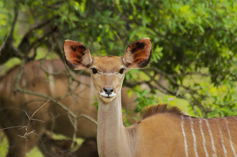 无人,动物园,站,横图,室外,白天,正面,旅游,度假,美景,植物,野生动物,羊,非洲,南非,阴影,朦胧,模糊,光线,羚羊,影子,景观,注视,娱乐,树,树木,绿色,阳光,自然,动物,观察,看,站着,两只,享受,休闲,景色,放松,可爱,活泼,生长,成长,观看,察看,国家公园,关注,自然风光,克鲁格国家公园,阿非利加洲,德兰士瓦省,南非共和国,大捻角羚,大扭角条纹羚,大弯角羚,大旋角羚,扭角林羚,站立,半身,彩图