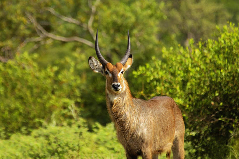 无人,站,横图,室外,白天,正面,美景,植物,野生动物,羊,非洲,南非,阴影,朦胧,模糊,光线,羚羊,影子,景观,注视,树,树木,一只,绿色,阳光,自然,动物,观察,看,站着,景色,可爱,活泼,生长,成长,观看,察看,关注,自然风光,水羚,阿非利加洲,南非共和国,站立,半身,彩图