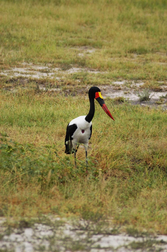 无人,公园,站,竖图,室外,白天,正面,旅游,度假,草地,草坪,美景,植物,鸟,非洲,博茨瓦纳,阴影,光线,鸟类,影子,景观,注视,娱乐,草,一只,绿色,阳光,自然,观察,看,站着,享受,休闲,景色,放松,观看,察看,国家公园,关注,自然风光,鞍嘴鹳,凹嘴鹳,波札那,博茨瓦纳共和国,乔贝国家公园,站立,彩图,全身