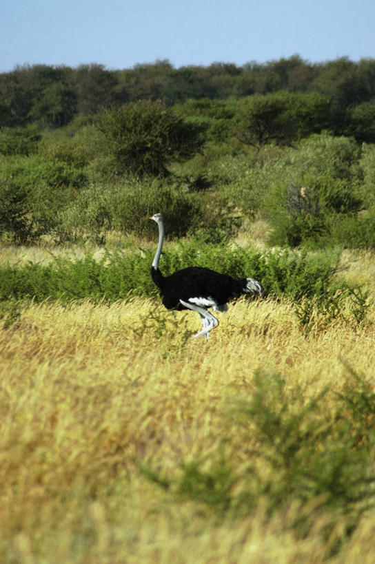 无人,站,竖图,室外,白天,侧面,旅游,度假,草地,草坪,美景,植物,鸟,鸵鸟,非洲,阴影,光线,鸟类,影子,景观,注视,娱乐,草,树,树木,一只,蓝色,绿色,蓝天,天空,阳光,自然,天,观察,看,站着,享受,休闲,景色,放松,生长,晴朗,成长,观看,察看,关注,自然风光,万里无云,喀拉哈里沙漠,阿非利加洲,美洲鸵鸟,美洲鸵,卡拉哈里沙漠,晴空,晴空万里,站立,彩图,全身