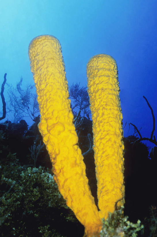 无人,竖图,室外,特写,白天,正面,旅游,度假,海底,水下,海浪,海洋,美景,伯利兹,阴影,光线,影子,景观,浪花,水底,娱乐,海洋生物,无脊椎动物,黄色,阳光,自然,海水,享受,休闲,景色,放松,海底世界,腔肠动物,中美洲,自然风光,美洲,海景,亚美利加洲,中美,中亚美利加洲,珊瑚虫,大海,风浪,海,海床,海水的波动,近岸浪,涌浪,彩图