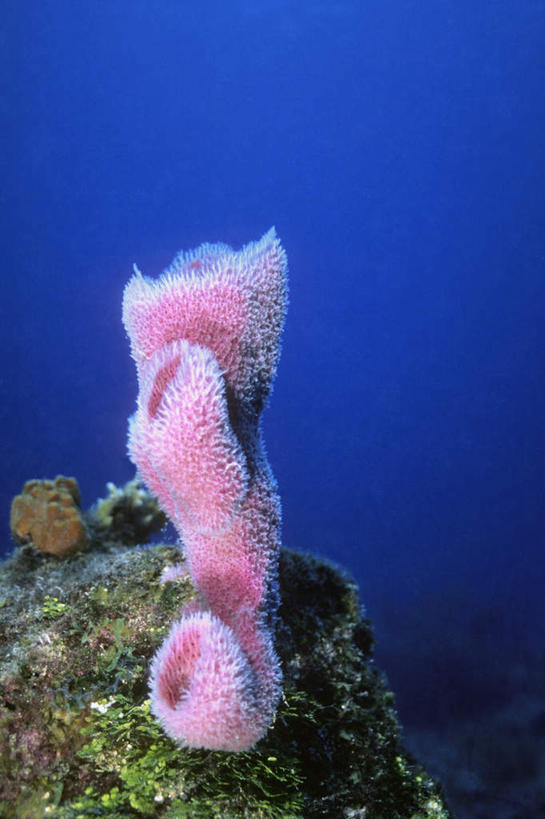 无人,竖图,室外,白天,正面,旅游,度假,海底,水下,海浪,海洋,礁石,石头,美景,英国,欧洲,海绵,石子,景观,浪花,水底,娱乐,海洋生物,粉色,自然,海水,享受,休闲,景色,放松,海底世界,开曼群岛,西欧,自然风光,水生动物,大不列颠,水生物,海景,海底动物,大不列颠及北爱尔兰联合王国,大不列颠联合王国,日不落英帝国,多孔动物,凯门群岛,开曼岛,大海,风浪,海,海床,海水的波动,礁,近岸浪,石块,岩石,涌浪,彩图,全身