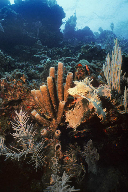 无人,竖图,室外,白天,正面,旅游,度假,海底,水下,海浪,海洋,礁石,石头,美景,洪都拉斯,海绵,石子,景观,浪花,水底,娱乐,海洋生物,自然,海水,享受,休闲,景色,放松,海底世界,北美,北美洲,自然风光,水生动物,美洲,水生物,海景,海底动物,海湾群岛,北亚美利加洲,亚美利加洲,多孔动物,洪都拉斯共和国,大海,风浪,海,海床,海水的波动,礁,近岸浪,石块,岩石,涌浪,半身,彩图