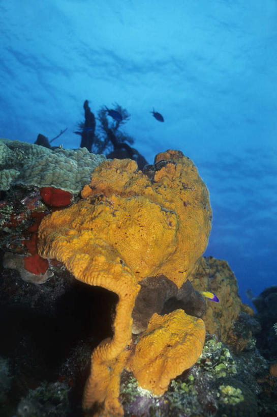 无人,竖图,室外,白天,正面,旅游,度假,海底,水下,海浪,海洋,礁石,石头,美景,英国,欧洲,海绵,石子,景观,浪花,水底,娱乐,海洋生物,黄色,自然,海水,享受,休闲,景色,放松,海底世界,开曼群岛,西欧,自然风光,水生动物,大不列颠,水生物,海景,海底动物,大不列颠及北爱尔兰联合王国,大不列颠联合王国,日不落英帝国,多孔动物,凯门群岛,开曼岛,大海,风浪,海,海床,海水的波动,礁,近岸浪,石块,岩石,涌浪,半身,彩图,象耳海绵