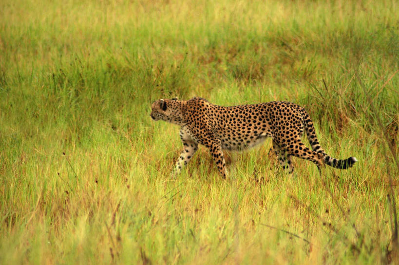 无人,走,横图,室外,白天,侧面,旅游,度假,美景,植物,豹子,野生动物,非洲,博茨瓦纳,枯萎,景观,枯草,注视,娱乐,草,一只,黄色,自然,动物,观察,看,享受,休闲,景色,放松,观看,察看,关注,自然风光,金钱豹,印度豹,凶猛,奥卡万戈三角洲,文豹,奥卡万戈沼泽,波札那,博茨瓦纳共和国,残暴,凶残,猎豹,花豹,豹,步行,散步,走路,彩图,全身