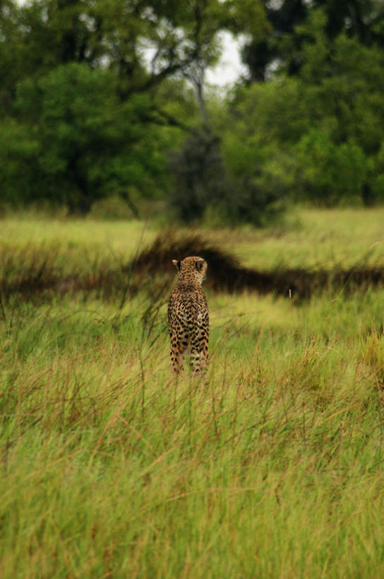 无人,站,竖图,室外,白天,正面,旅游,度假,草地,草坪,美景,森林,树林,植物,豹子,野生动物,非洲,博茨瓦纳,景观,注视,娱乐,草,树,树木,一只,绿色,自然,动物,观察,看,站着,享受,休闲,景色,放松,生长,成长,观看,察看,关注,自然风光,金钱豹,印度豹,凶猛,奥卡万戈三角洲,文豹,奥卡万戈沼泽,波札那,博茨瓦纳共和国,残暴,凶残,猎豹,花豹,豹,站立,彩图,全身