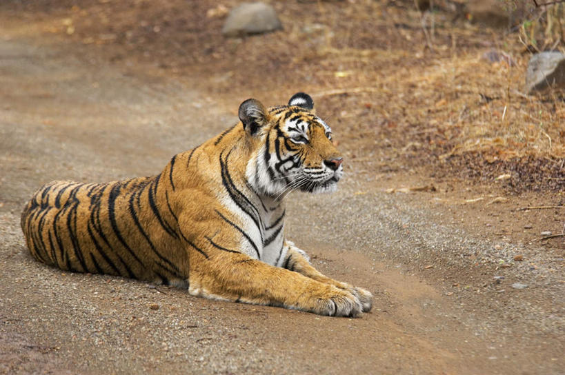 无人,坐,横图,室外,白天,正面,旅游,度假,美景,道路,路,哺乳动物,虎,野生动物,印度,亚洲,沙子,景观,小路,交通,注视,娱乐,一只,自然,动物,观察,看,享受,休闲,景色,放松,乡间小路,观看,察看,关注,自然风光,南亚,凶猛,华南虎,拉贾斯坦邦,拉贾斯坦,印度共和国,中国虎,残暴,凶残,老虎,坐着,彩图,全身