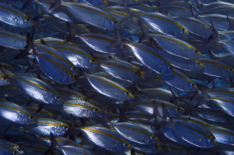 游泳,无人,横图,俯视,室外,白天,旅游,度假,海底,水下,海浪,海洋,礁石,石头,美景,巴布亚新几内亚,一群,许多,鱼,石子,景观,浪花,水底,很多,娱乐,鱼类,海洋生物,黑色,自然,海水,享受,休闲,景色,放松,海底世界,鲹鱼,自然风光,水生动物,大洋洲,水生物,海景,海底动物,鲹,泅水,拍浮,巴布亚新几内亚独立国,大海,风浪,海,海床,海水的波动,礁,近岸浪,石块,岩石,涌浪,半身,彩图,高角度拍摄,巴托洛若鲹