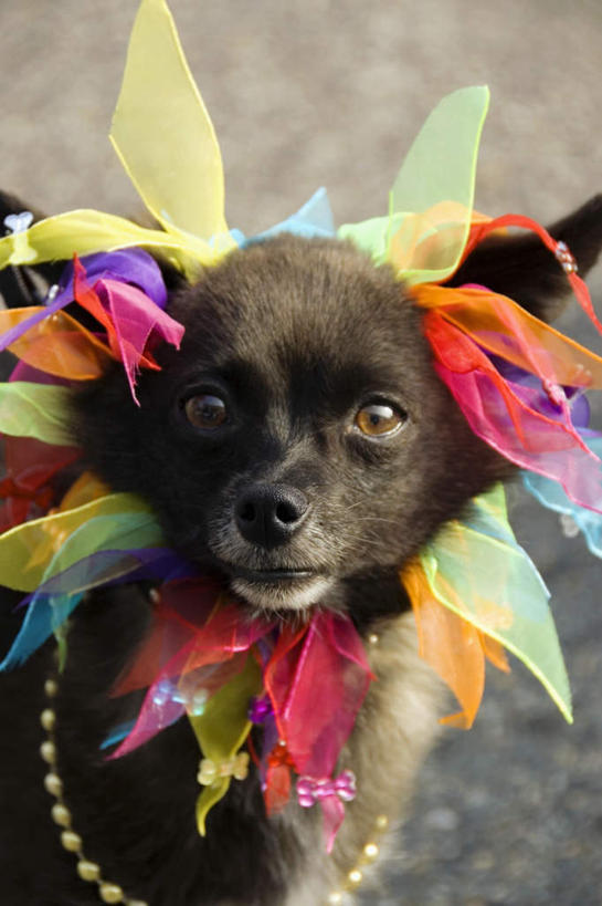 无人,站,竖图,俯视,彩色,室外,特写,白天,爱情,宠物,狗,旗帜,装饰,丝绸,丝带,缎带,浪漫,注视,旗子,绸带,一只,黑色,动物,观察,看,站着,张嘴,温暖,温馨,恩爱,可爱,恋人,观看,五颜六色,华丽,修饰,色彩斑斓,点缀,和睦,察看,关注,同性恋,五彩缤纷,张大嘴巴,忠诚,衬托,美观,雅致,雅观,五彩斑斓,旌旗,旗号,五光十色,情侣,张开嘴,犬,站立,半身,彩图,高角度拍摄,彩虹旗,伴侣,融洽