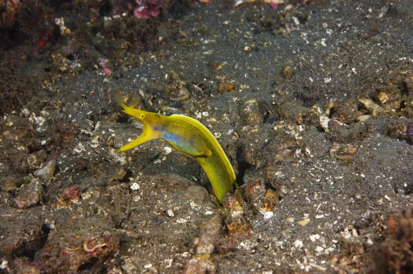 无人,横图,俯视,室外,白天,旅游,度假,海底,水下,海浪,海洋,礁石,石头,美景,鳗鲡,印度尼西亚,印尼,亚洲,一条,鱼,石子,景观,浪花,水底,娱乐,鱼类,海洋生物,自然,海水,享受,休闲,景色,放松,海底世界,东南亚,自然风光,水生动物,水生物,海景,海底动物,印度尼西亚共和国,北苏拉威西省,苏拉威西岛,西里伯斯岛,大海,风浪,海,海床,海水的波动,礁,近岸浪,石块,岩石,涌浪,彩图,高角度拍摄,全身,黑身管鼻鯙