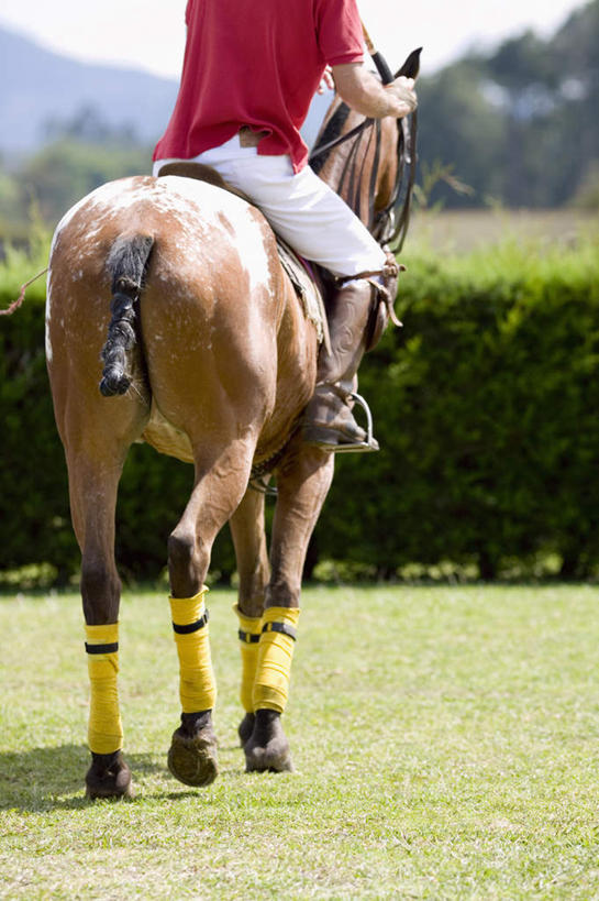 西方人,一个人,坐,竖图,室外,白天,锻炼,运动,草地,草坪,植物,马,野生动物,帽子,欧洲,欧洲人,仅一个男性,仅一个人,仅一个中年男性,牵,阴影,服装,环保,光线,纱布,头盔,影子,防护,休闲装,运动器械,一匹,草,树,树木,背面,衣服,红色,绿色,阳光,自然,动物,安全帽,休闲,休闲服,健身器械,治疗,运输,服饰,牲畜,生长,成长,牵着,固定,医疗,美好,美妙,间隔,健身器材,马球,美观,雅观,止血,打毬,击鞠,绿篱,生篱,树篱,植篱,体育,男人,男性,中年男性,白种人,绷带,坐着,半身,彩图,健身,运动器材