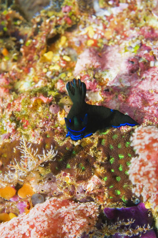 无人,竖图,室外,白天,正面,旅游,度假,海底,水下,美景,印度尼西亚,印尼,亚洲,海蛞蝓,贝类,珊瑚,景观,水底,娱乐,珊瑚礁,海洋生物,自然,享受,休闲,景色,放松,海底世界,东南亚,软体动物,海兔,自然风光,水生动物,水生物,海底动物,海底礁,印度尼西亚共和国,苏拉威西岛,海兔螺,西里伯斯岛,海床,礁,岩石,彩图,全身