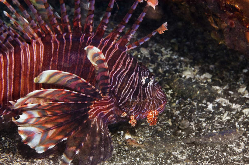 游泳,无人,横图,室外,特写,白天,正面,旅游,度假,海底,水下,美景,印度尼西亚,印尼,亚洲,一条,珊瑚,景观,水底,娱乐,珊瑚礁,海洋生物,自然,享受,休闲,景色,放松,海底世界,东南亚,狮子鱼,自然风光,水生动物,水生物,海底动物,蓑鲉,海底礁,印度尼西亚共和国,苏拉威西岛,泅水,伤害,西里伯斯岛,拍浮,毒物,危险,海床,礁,岩石,半身,彩图