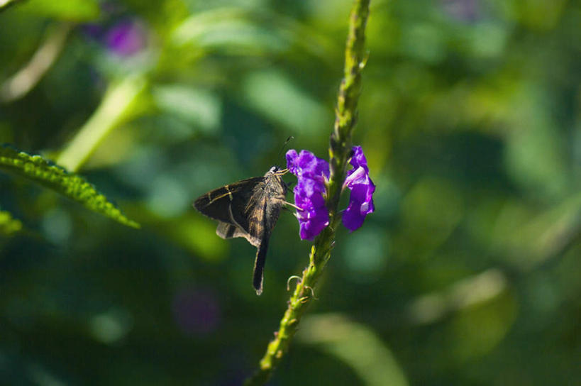 无人,横图,俯视,室外,特写,白天,旅游,度假,美景,蝴蝶,叶子,阴影,朦胧,模糊,盛开,光线,昆虫,影子,景观,绿叶,花蕾,停留,娱乐,花,花瓣,花朵,鲜花,一只,紫色,阳光,自然,动物,花苞,花蕊,享受,休闲,嫩叶,景色,放松,停止,自然风光,益虫,逗留,停顿,弄蝶,叶,叶片,彩图,高角度拍摄,全身,长尾弄蝶