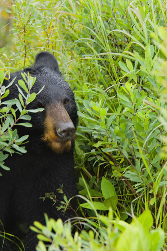 头,无人,坐,竖图,室外,特写,白天,正面,旅游,度假,美景,森林,树林,植物,野生动物,熊,黑熊,景观,注视,娱乐,树,树木,一只,绿色,黑色,自然,动物,观察,看,享受,休闲,景色,放松,生长,成长,观看,察看,关注,自然风光,凶猛,美洲黑熊,黑瞎子,熊瞎子,残暴,凶残,头部,坐着,半身,彩图
