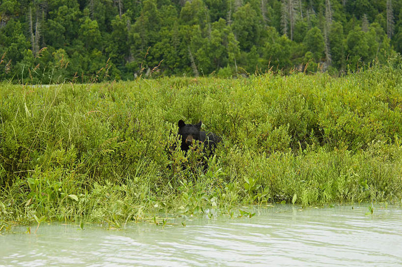 无人,站,横图,室外,白天,正面,旅游,度假,草地,草坪,河流,美景,森林,树林,水,植物,野生动物,熊,黑熊,波纹,河水,景观,水流,涟漪,注视,娱乐,草,树,树木,一只,绿色,黑色,倒影,水纹,自然,动物,波浪,观察,看,站着,享受,休闲,景色,放松,生长,成长,观看,察看,倒映,关注,自然风光,凶猛,美洲黑熊,水晕,黑瞎子,熊瞎子,反照,残暴,凶残,站立,彩图,全身