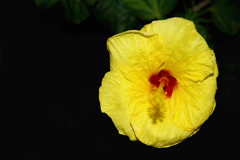 无人,横图,俯视,室外,特写,夜晚,美景,盛开,景观,木槿,木槿花,美丽,花蕾,花,花瓣,花朵,鲜花,一朵,黄色,自然,花苞,花蕊,景色,坚韧,自然风光,永恒,质朴,无穷花,彩图,高角度拍摄