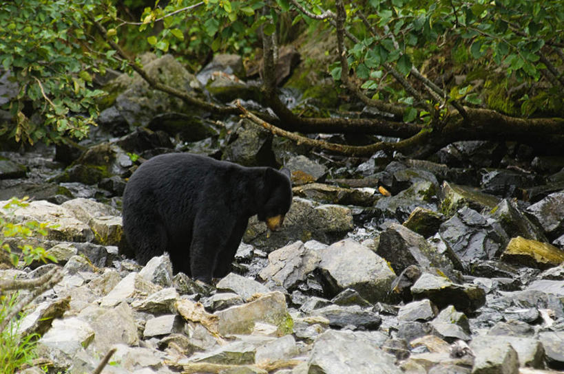 无人,走,横图,室外,白天,侧面,旅游,度假,河流,石头,美景,森林,树林,水,植物,野生动物,熊,黑熊,石子,河水,景观,水流,注视,娱乐,树,树木,一只,绿色,黑色,小溪,自然,动物,溪水,观察,看,享受,休闲,景色,放松,生长,成长,观看,察看,关注,自然风光,凶猛,美洲黑熊,黑瞎子,熊瞎子,残暴,凶残,石块,岩石,步行,散步,走路,彩图,全身