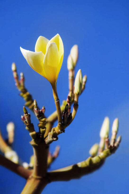 无人,竖图,室外,特写,白天,仰视,美景,植物,玉兰花,阴影,朦胧,模糊,盛开,光线,影子,景观,枝条,花蕾,花,花瓣,花朵,鲜花,树,树木,树枝,黄色,蓝色,蓝天,天空,阳光,自然,天,花苞,花蕊,景色,晴朗,自然风光,辛夷,木笔,万里无云,木兰花,望春玉兰,辛夷花,虬枝,枝杈,晴空,晴空万里,玉兰,应春花,望春花,木兰,彩图,低角度拍摄