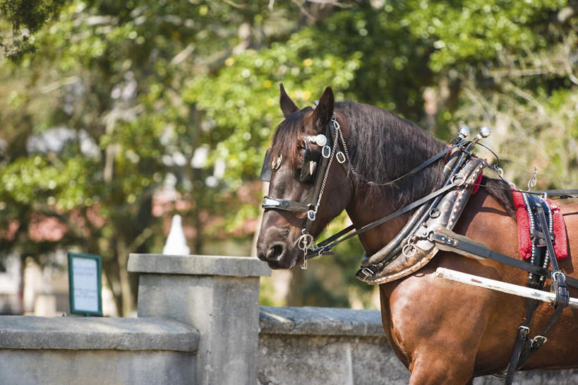 无人,栏杆,横图,室外,白天,侧面,植物,马,野生动物,美国,朦胧,模糊,扶手,护栏,一匹,座位,马鞍,树,树木,绿色,自然,动物,运输,牲畜,生长,成长,北美,北美洲,美洲,佛罗里达,佛罗里达州,佛州,阳光州,北亚美利加洲,亚美利加洲,马具,半身,彩图