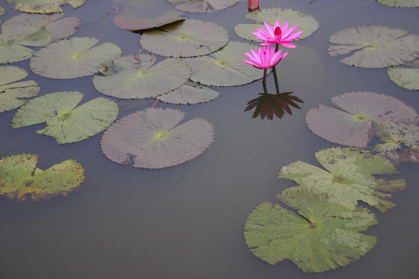 无人,横图,俯视,室外,白天,旅游,度假,湖,湖泊,美景,水,睡莲,叶子,吴哥窟,柬埔寨,亚洲,盛开,湖面,景观,水流,水面,荷叶,花蕾,娱乐,花,花瓣,花朵,鲜花,自然,湖水,花苞,花蕊,享受,休闲,景色,放松,自然风光,纯真,妖艳,吴哥寺,高棉,柬埔寨王国,莲叶,水芹花,抒情,洁净,吉蔑,水洋花,子午莲,叶,叶片,彩图,高角度拍摄