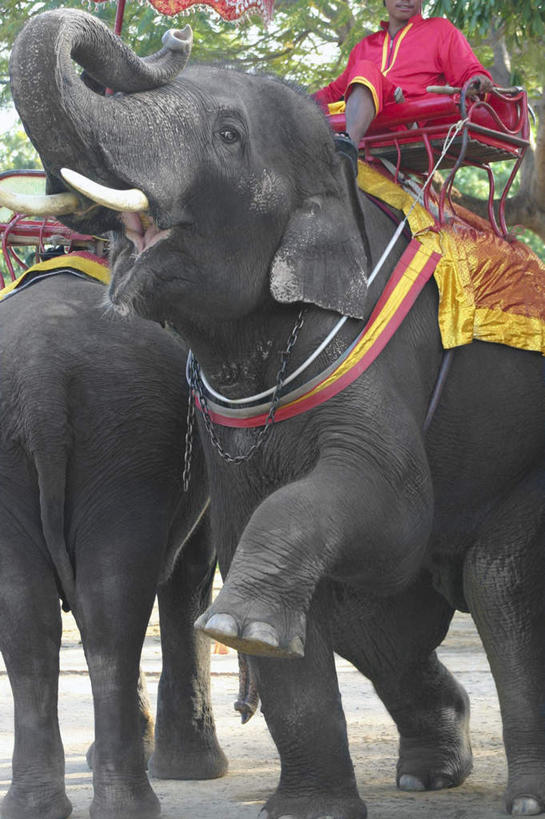 西方人,一个人,坐,竖图,室外,白天,仰视,民族服装,哺乳动物,大象,野生动物,欧洲,泰国,欧洲人,亚洲,仅一个男性,仅一个人,握,花纹,装饰,布,图案,布纹,大城,仅一个年轻男性,红色,动物,握着,东南亚,华丽,修饰,布匹,点缀,泰王国,衬托,美观,雅致,雅观,阿育他耶府,大城府,男人,男性,年轻男性,白种人,象,坐着,半身,彩图,低角度拍摄,传统服装,民俗服