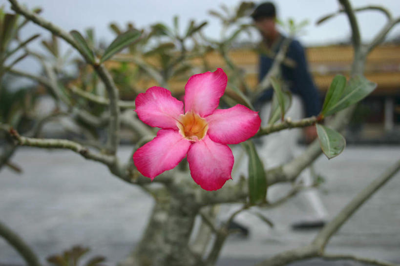 东方人,一个人,走,横图,室外,白天,侧面,植物,越南,亚洲,仅一个男性,仅一个人,仅一个中年男性,服装,朦胧,模糊,盛开,枝条,花蕾,注视,休闲装,黄种人,花,花瓣,花朵,鲜花,树,树木,树枝,一朵,衣服,粉色,花苞,花蕊,观察,看,休闲,休闲服,服饰,东南亚,观看,察看,关注,越南社会主义共和国,胡志明市,胡志明,虬枝,枝杈,男人,男性,中年男性,亚洲人,步行,散步,走路,彩图,全身