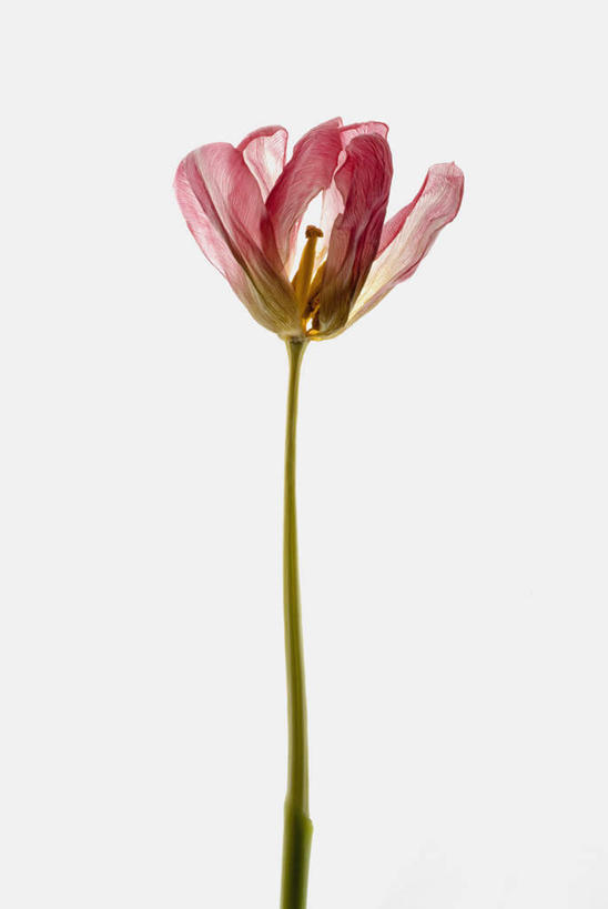 无人,竖图,室内,特写,白天,白色背景,正面,植物,罂粟,阴影,枯萎,盛开,反射,影子,草药,花蕾,中药,花,花瓣,花朵,鲜花,花苞,花蕊,摄影,影棚,死亡,一支,毒品,药材,中草药,中药材,本草,止痛,镇静,安眠,枯败,罂粟花,彩图,影棚拍摄,拍摄