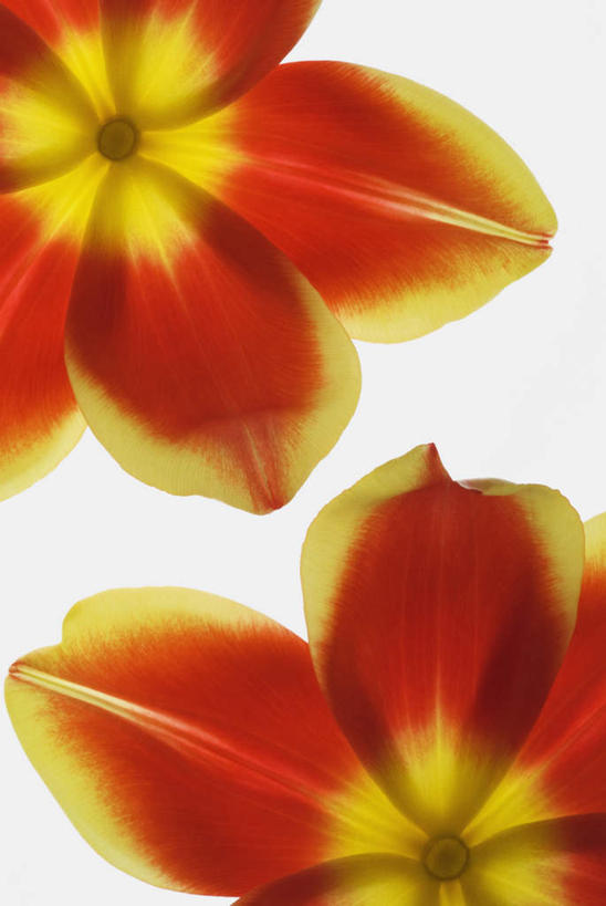 无人,竖图,室内,特写,白天,白色背景,正面,盛开,花蕾,花,花瓣,花朵,鲜花,两朵,黄色,红色,花苞,花蕊,摄影,影棚,彩图,影棚拍摄,拍摄