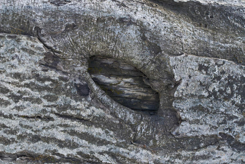 无人,横图,室外,特写,白天,正面,美景,纹路,纹理,洞,景观,树皮,树桩,树,树干,自然,木桩,景色,洞穴,自然风光,穴,肌理,彩图