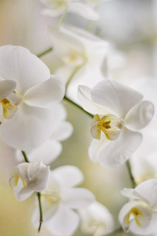 无人,竖图,室内,特写,白天,正面,纯洁,许多,阴影,朦胧,模糊,盛开,反射,影子,小苍兰,花蕾,花,花瓣,花朵,鲜花,白色,花苞,花蕊,清香,浓情,麦兰,小菖兰,雪兰,洋晚香玉,彩图