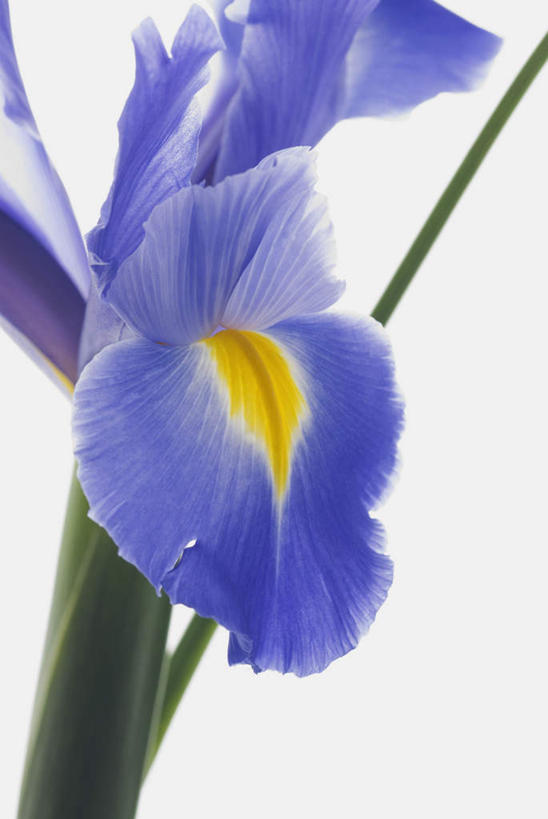 无人,竖图,室内,特写,白天,白色背景,正面,萱草,盛开,花蕾,花,花瓣,花朵,鲜花,黄色,紫色,花苞,花蕊,摄影,影棚,疗愁,萱草花,宜男,忘忧草,金针菜,黄花菜,彩图,影棚拍摄,拍摄