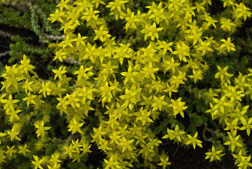 无人,横图,室外,特写,白天,正面,美景,许多,阴影,盛开,透明,光线,影子,景观,辉煌,花蕾,花,花瓣,花朵,鲜花,黄色,阳光,自然,花苞,花蕊,健康,景色,活泼,希望,暖色,夹竹桃,自然风光,光辉,柳叶桃,半年红,光明,功名,轻快,彩图